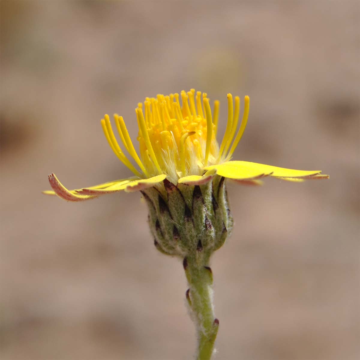 Image of Trichocline caulescens specimen.