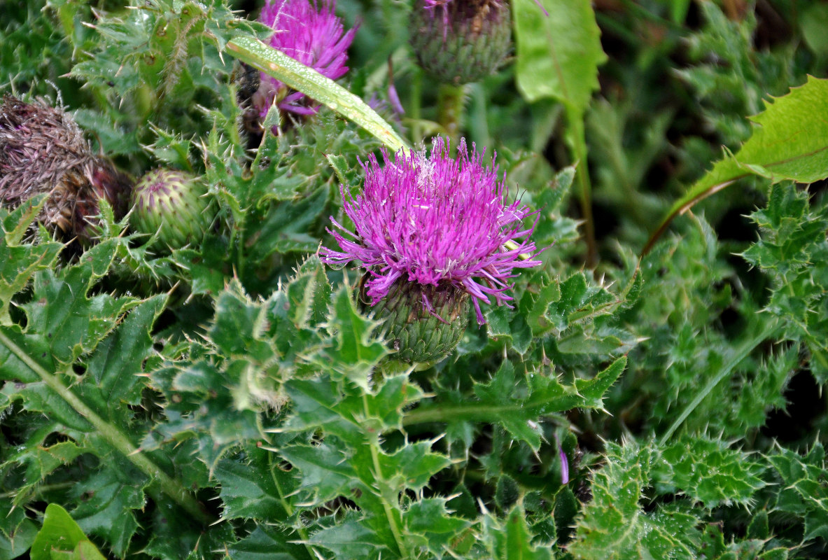 Image of Cirsium acaule specimen.