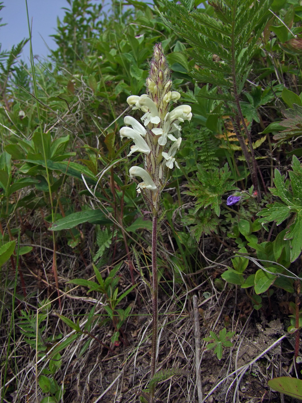 Изображение особи Pedicularis venusta.