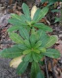 Euphorbia amygdaloides. Вегетирующее растение. Крым, Бахчисарайский р-н, Большой каньон Крыма, долина р. Коккозка, широколиственный лес. 25.09.2019.