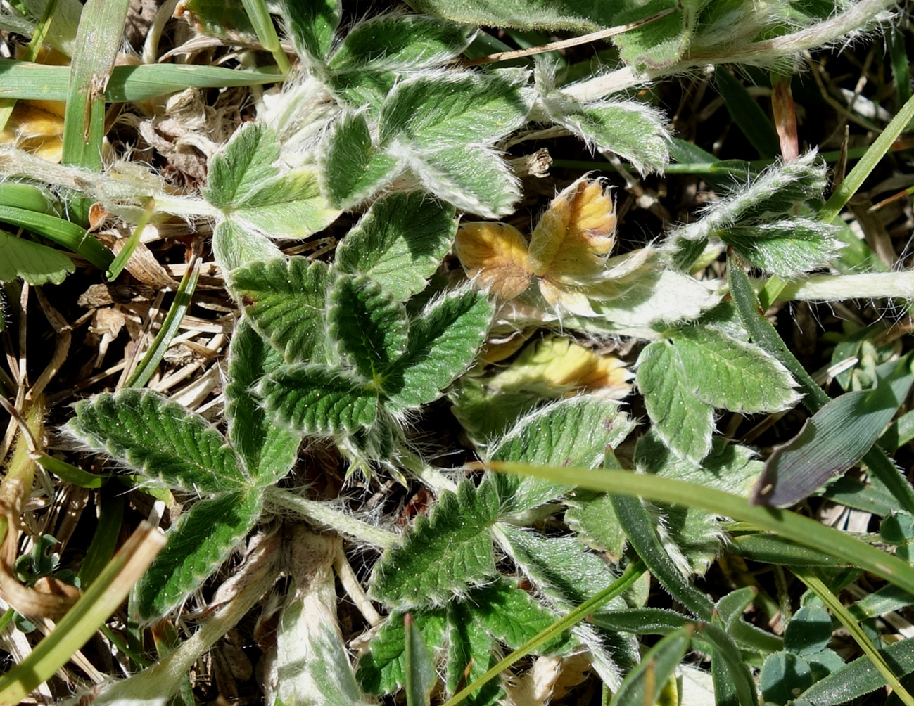 Image of Potentilla nivea specimen.