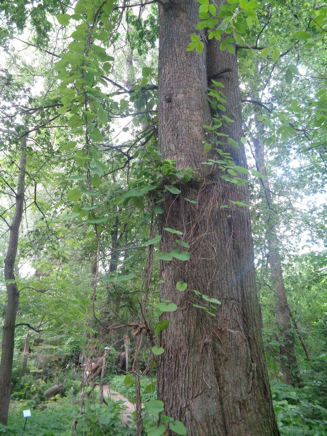 Изображение особи Aristolochia macrophylla.