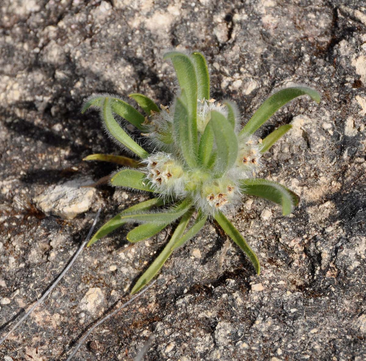 Image of Plantago cretica specimen.