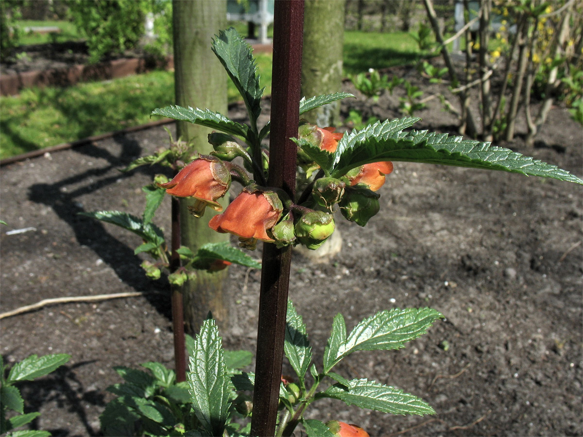 Изображение особи Scrophularia sambucifolia.