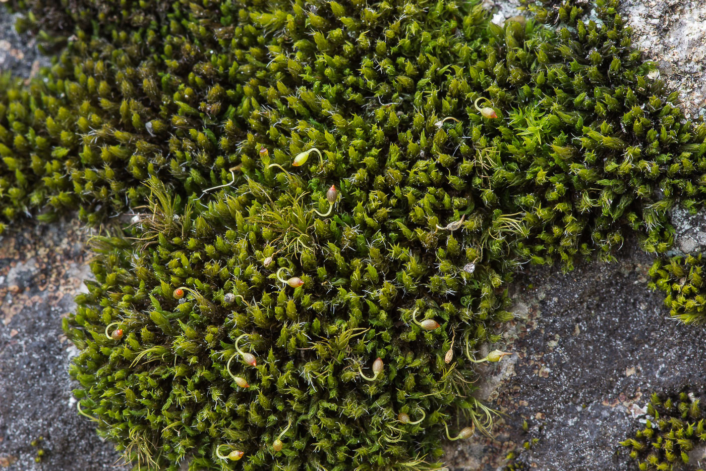 Image of Grimmia muehlenbeckii specimen.