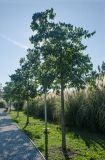 Celtis australis