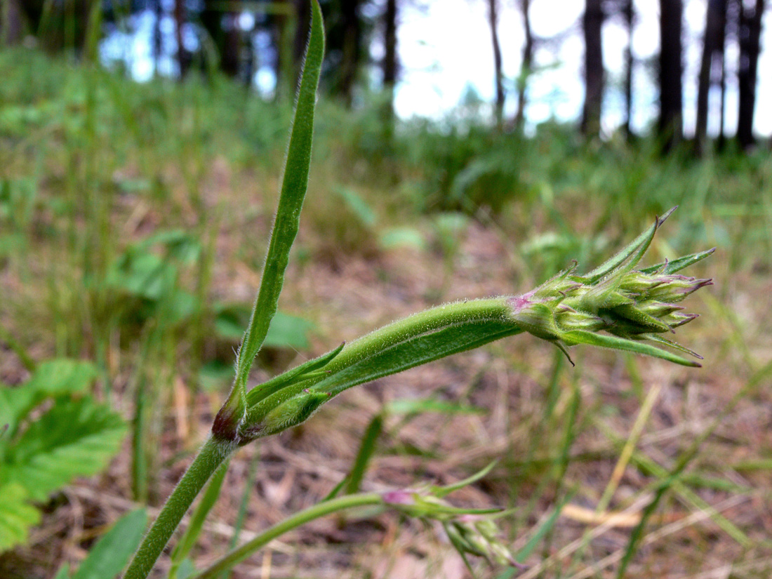 Image of Silene nutans specimen.