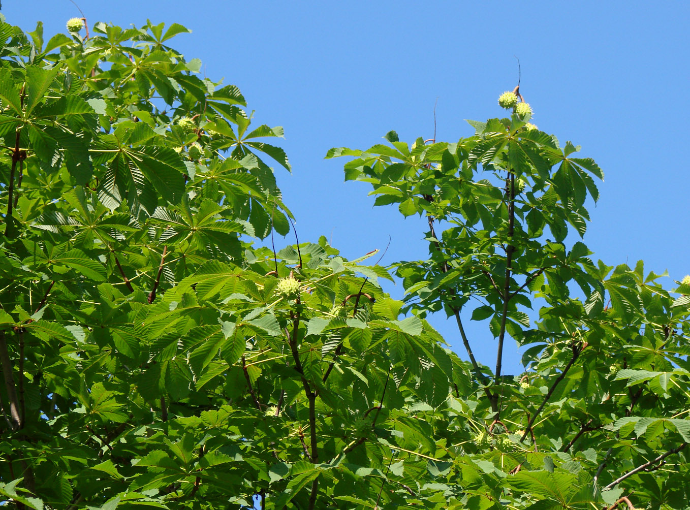 Image of Aesculus hippocastanum specimen.