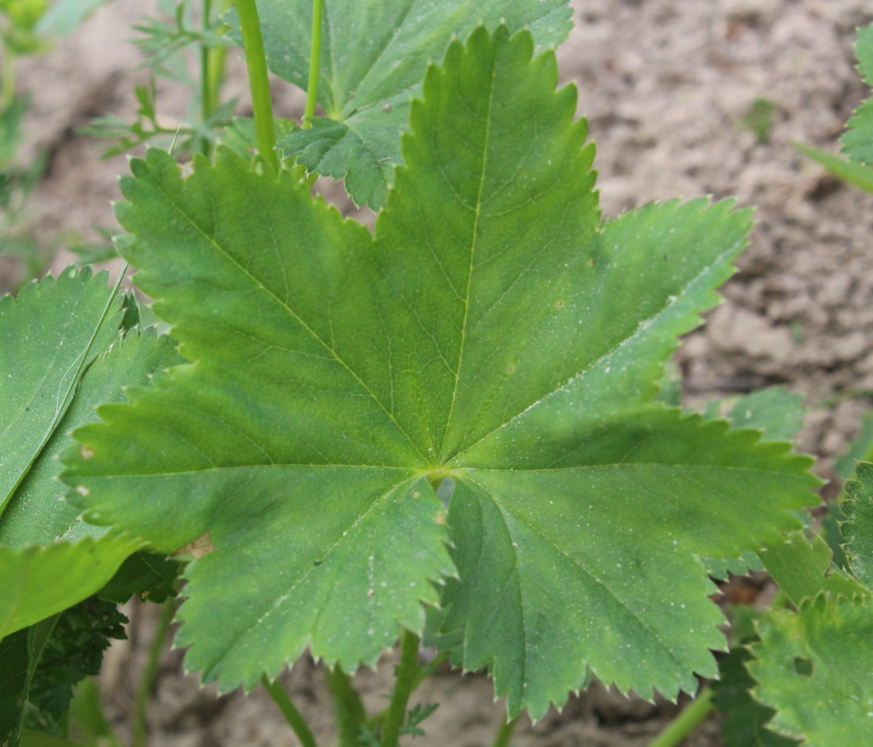 Изображение особи Alchemilla baltica.