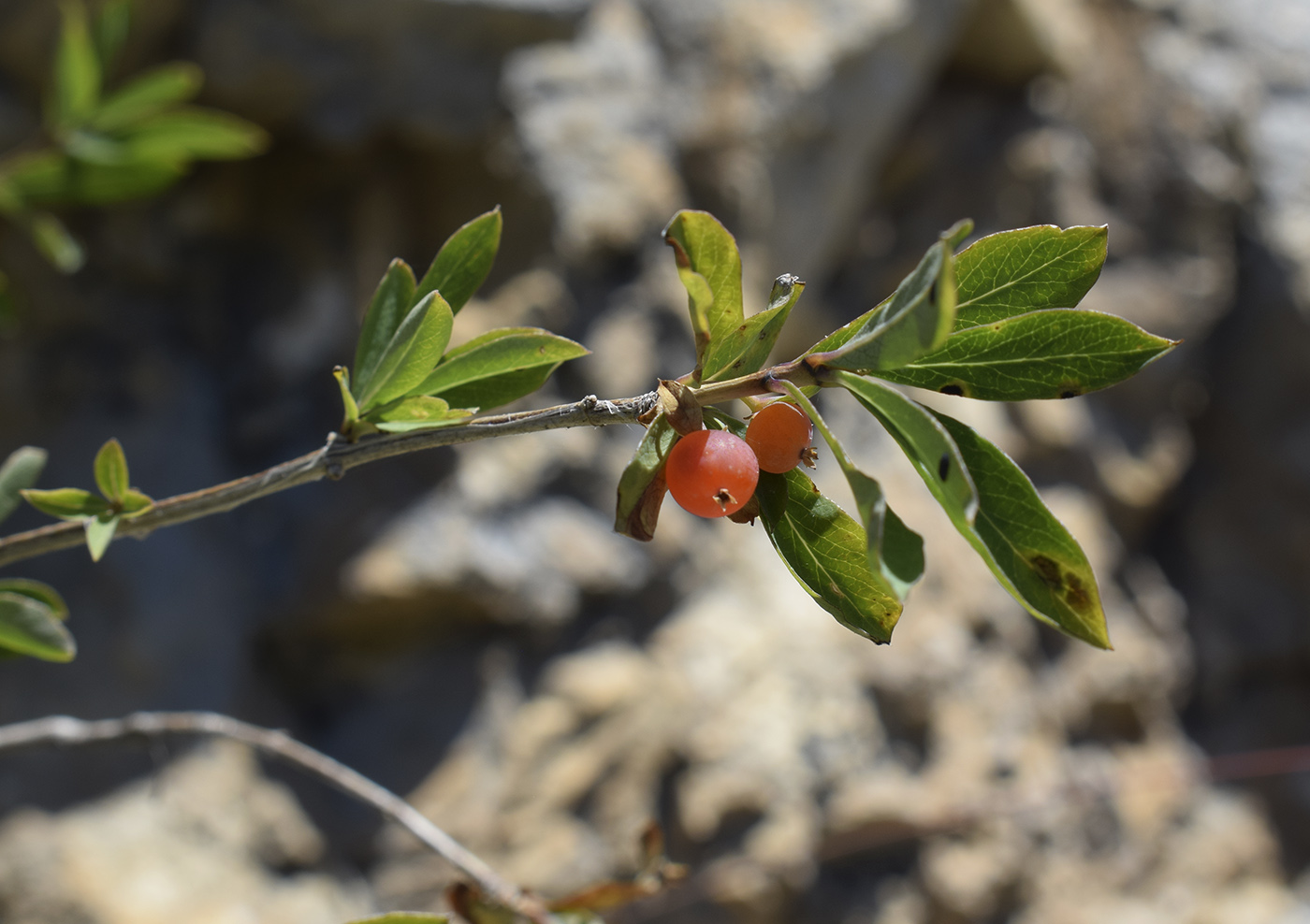 Image of Lonicera pyrenaica specimen.