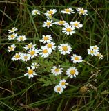 Pyrethrum parthenifolium