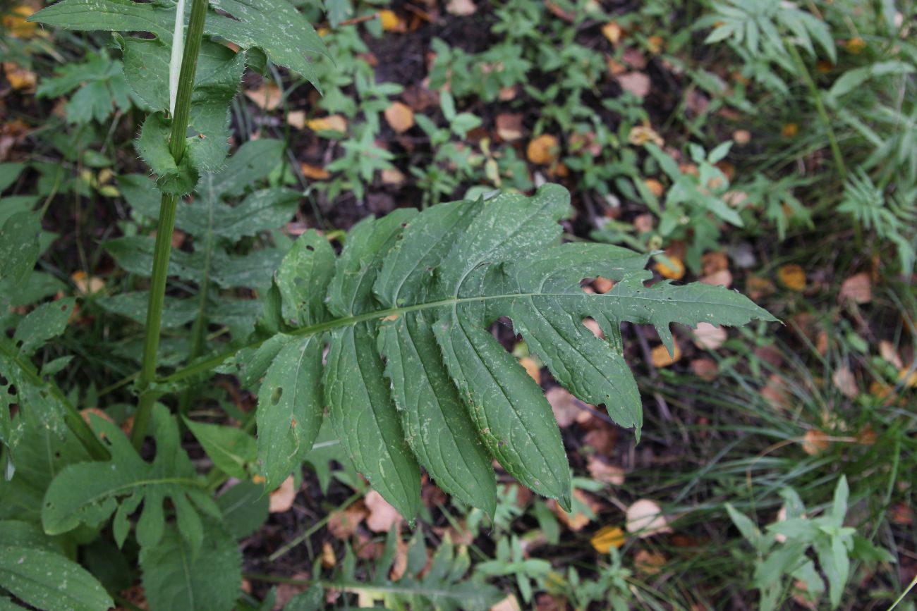 Image of Cirsium oleraceum specimen.