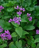 Lunaria annua. Верхушка цветущего растения. Московская обл., г. Железнодорожный, в культуре. 17.05.2020.