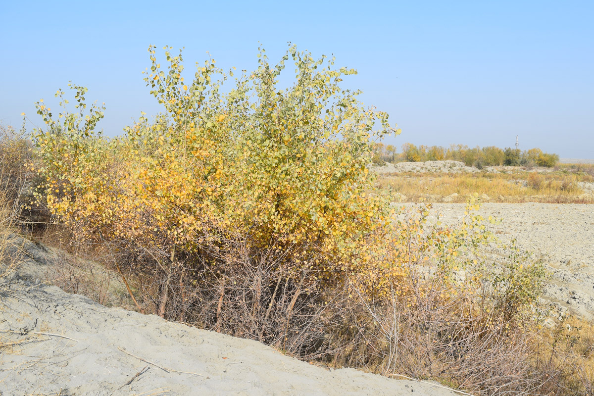 Image of Populus pruinosa specimen.