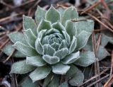 Sempervivum ruthenicum