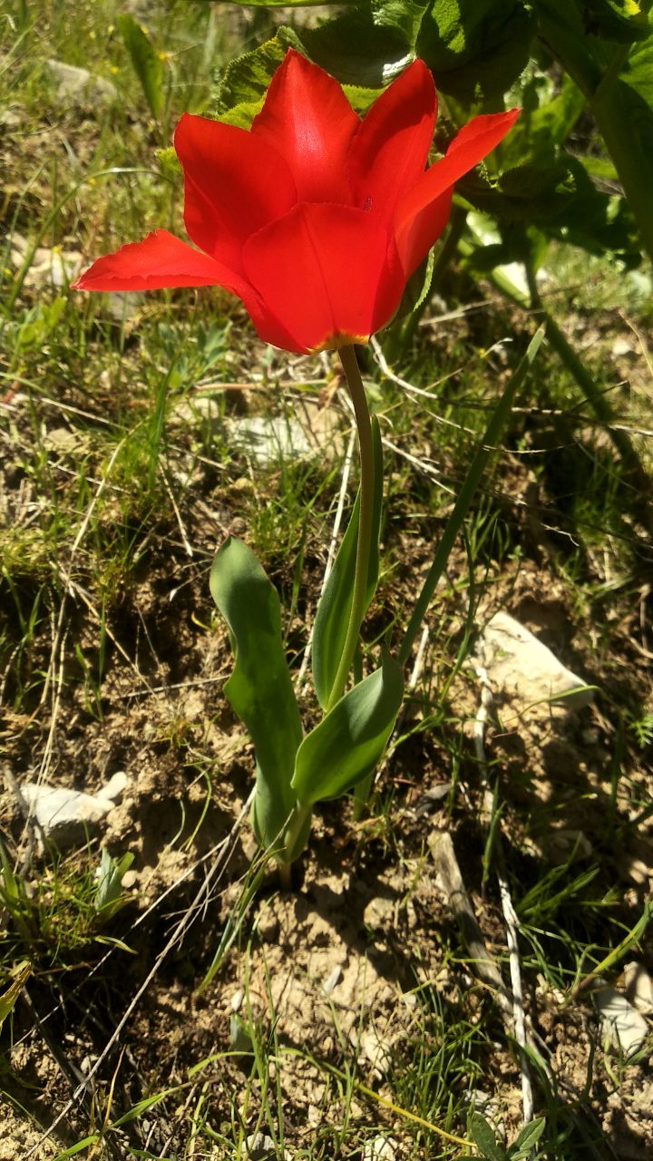 Image of Tulipa lanata specimen.