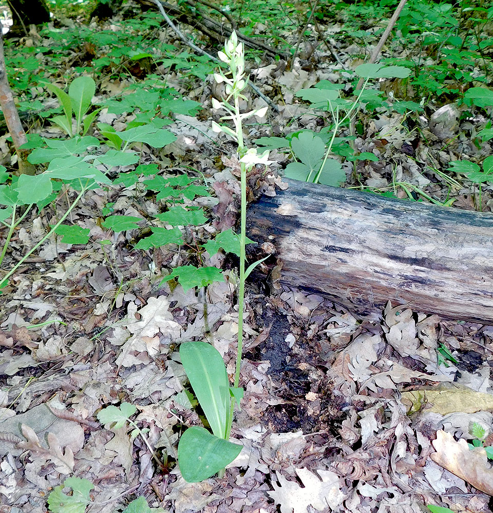 Изображение особи Platanthera chlorantha.