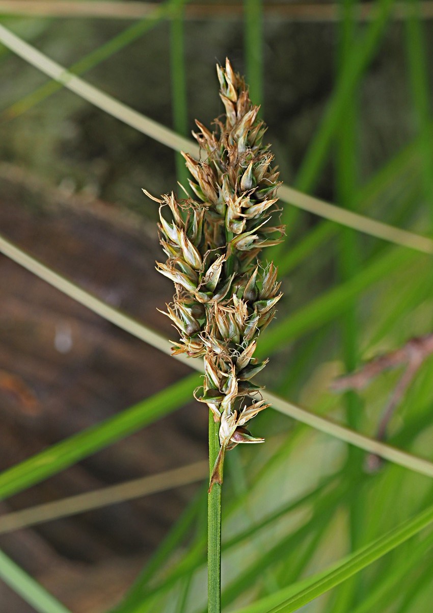 Image of Carex appropinquata specimen.