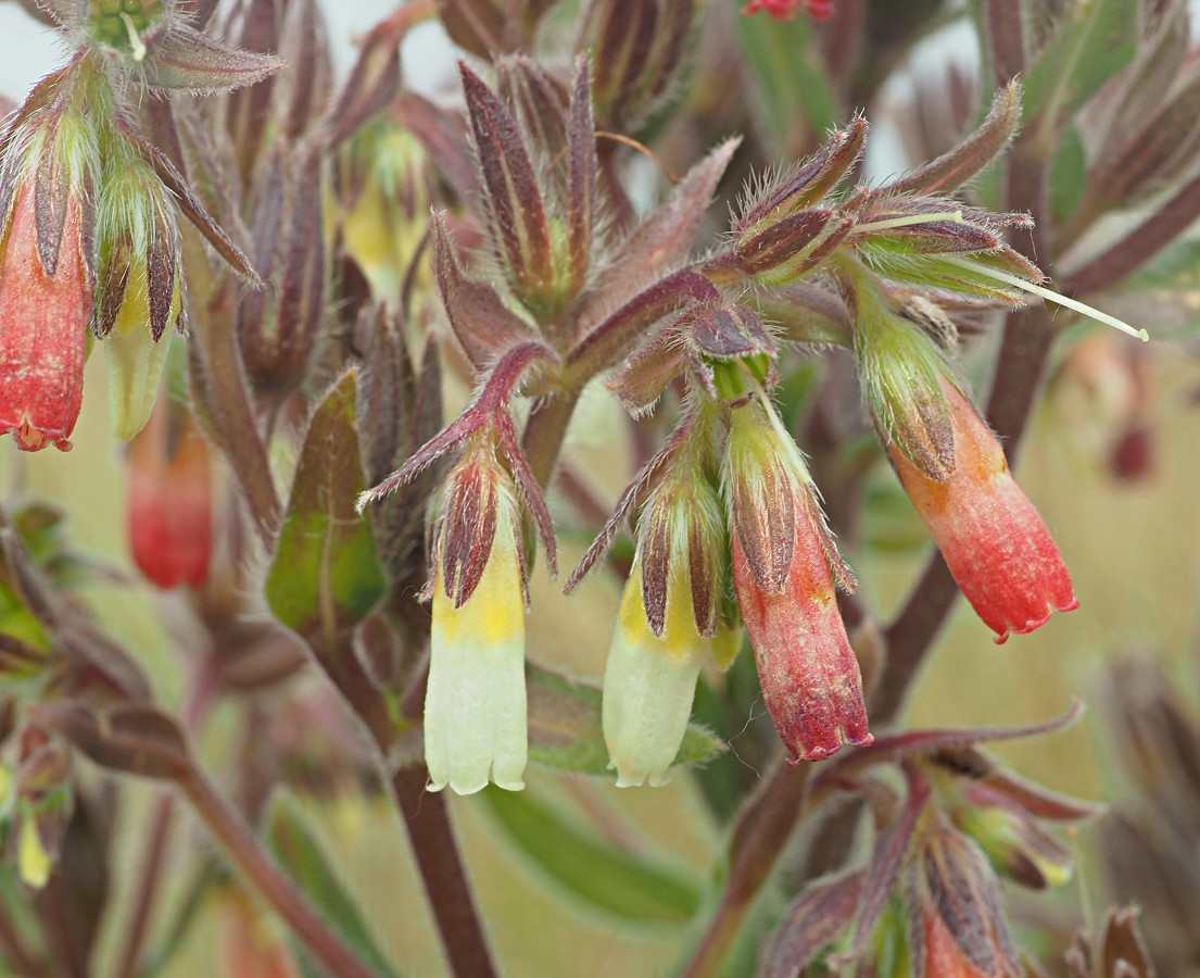 Image of Onosma polychroma specimen.