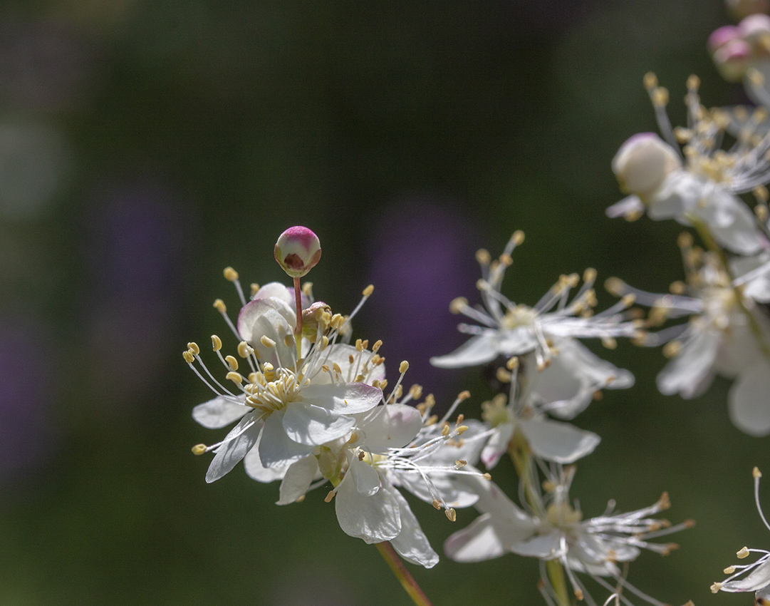 Image of Filipendula vulgaris specimen.