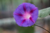 Ipomoea purpurea