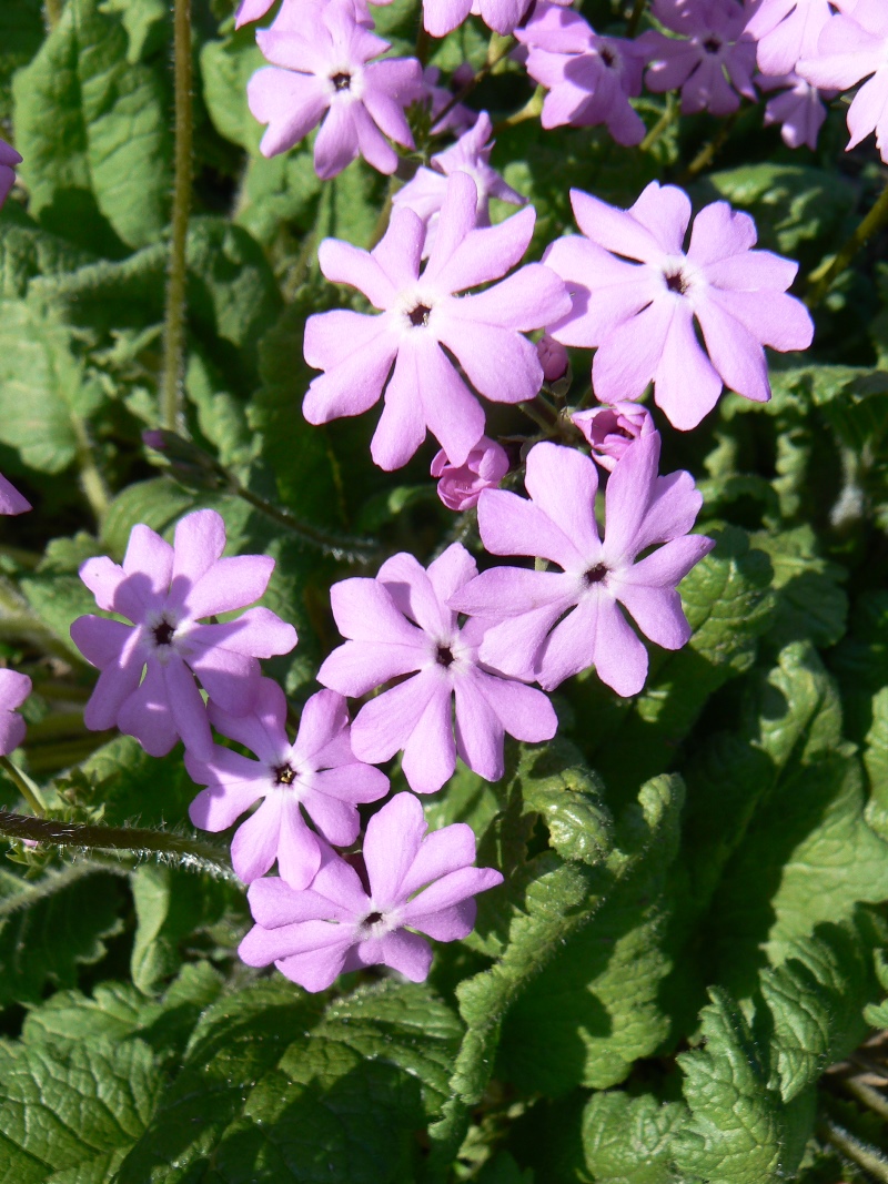 Image of genus Primula specimen.