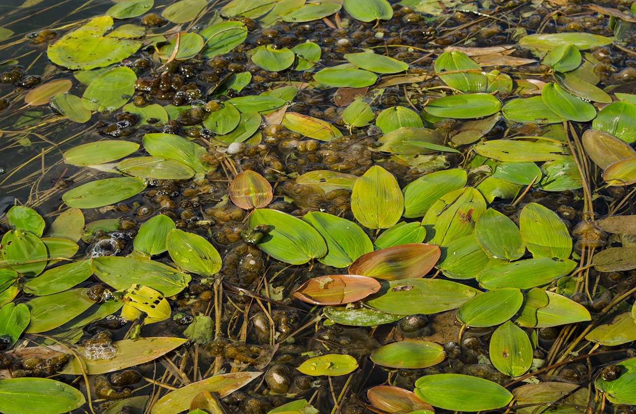 Image of Potamogeton natans specimen.