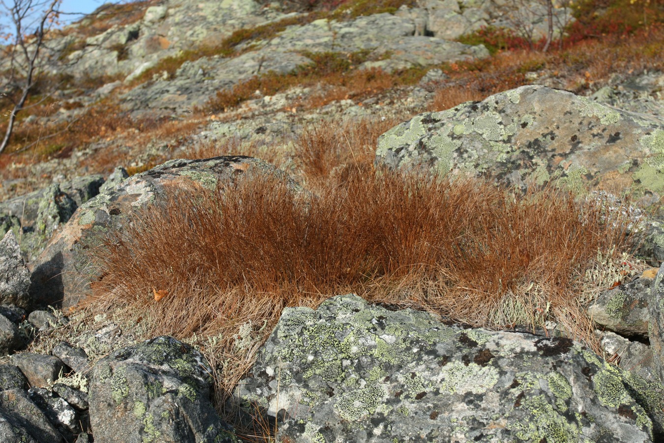 Image of Juncus trifidus specimen.