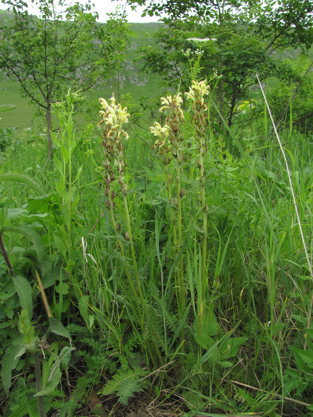 Изображение особи Pedicularis kaufmannii.