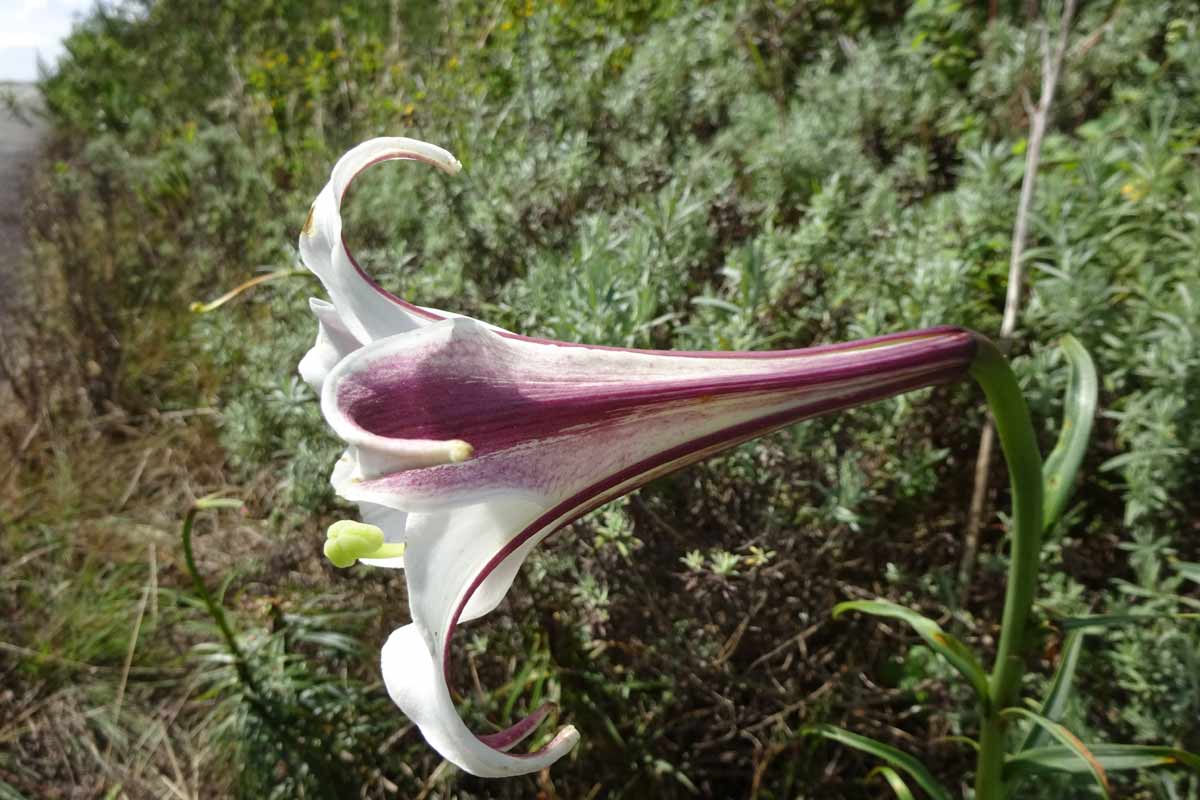 Image of Lilium formosanum specimen.