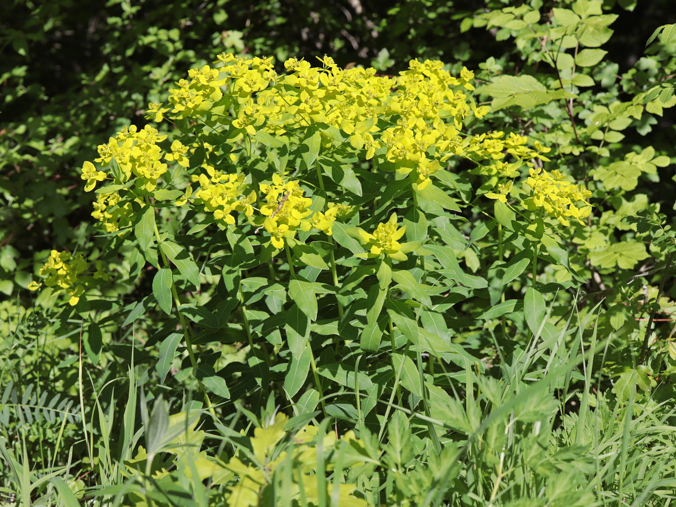 Image of Euphorbia tauricola specimen.