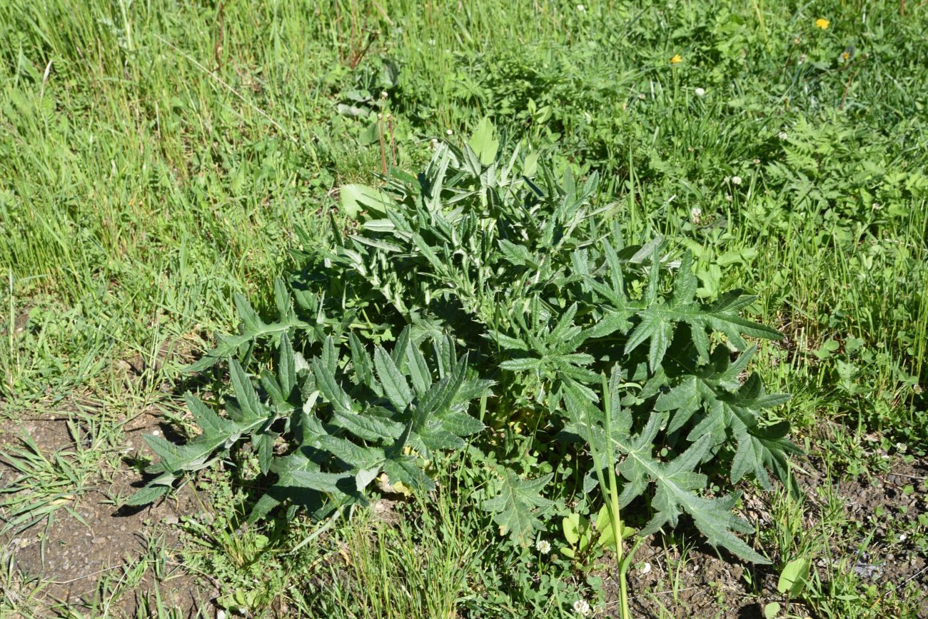 Image of genus Cirsium specimen.