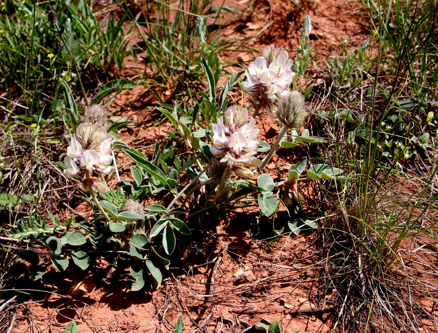 Изображение особи Hedysarum grandiflorum.