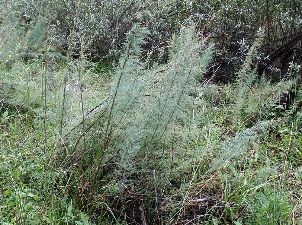 Изображение особи Myricaria bracteata.