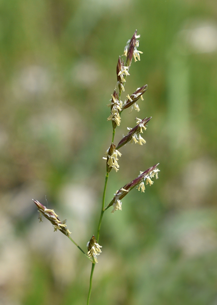 Image of Festuca pratensis specimen.