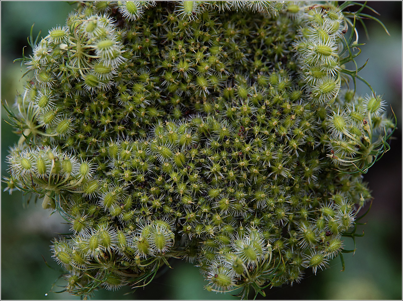 Image of Daucus sativus specimen.