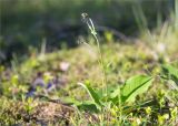 genus Hieracium. Растение с развивающимися соцветиями. Ленинградская обл., Кингисеппский р-н, Кургальский п-ов, берег оз. Белое, поляна в сосновом лесу. 29.05.2021.