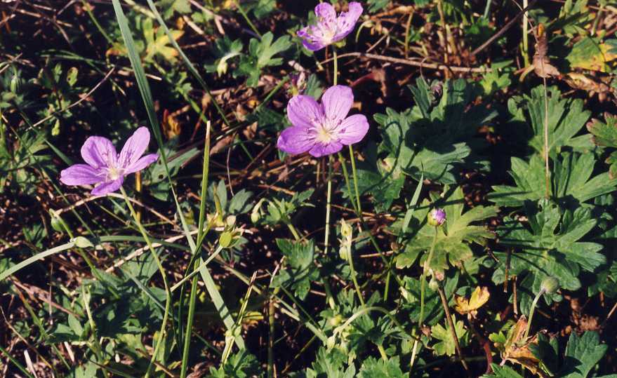 Image of Geranium collinum specimen.