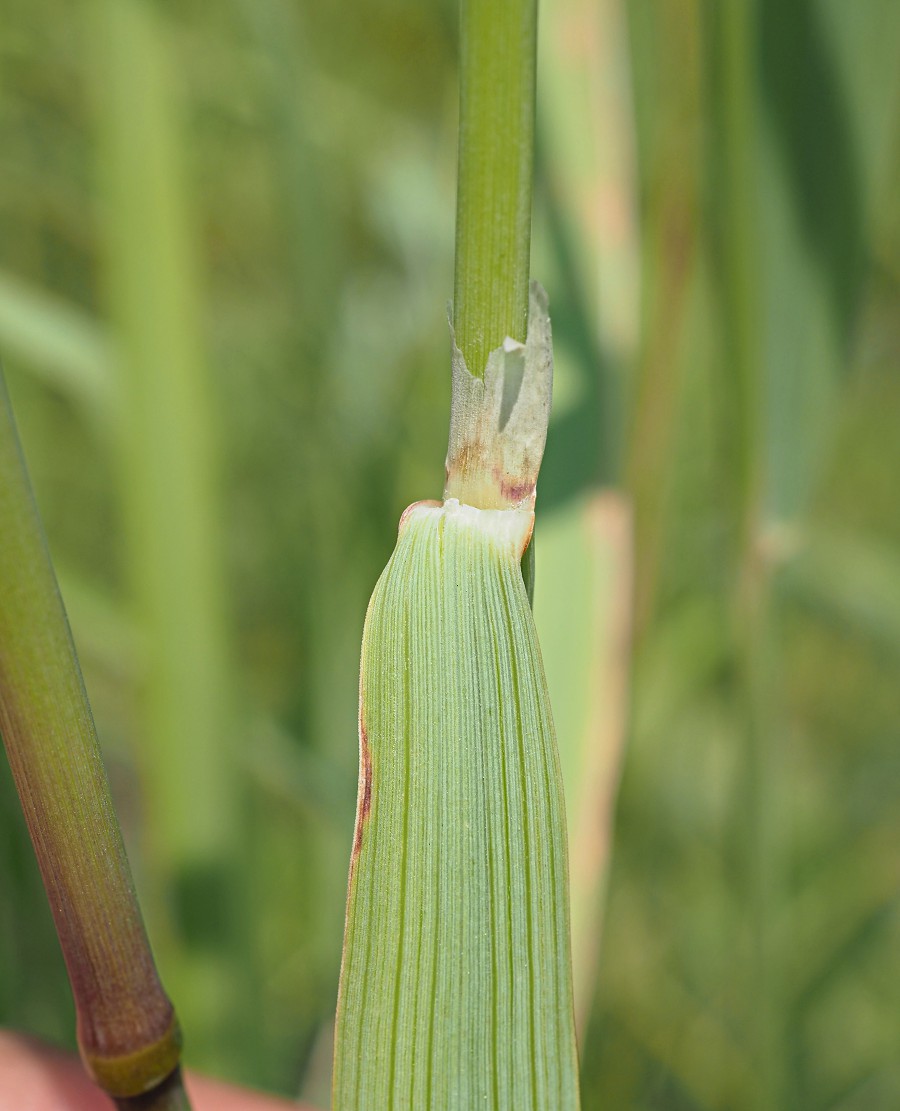 Изображение особи Calamagrostis epigeios.