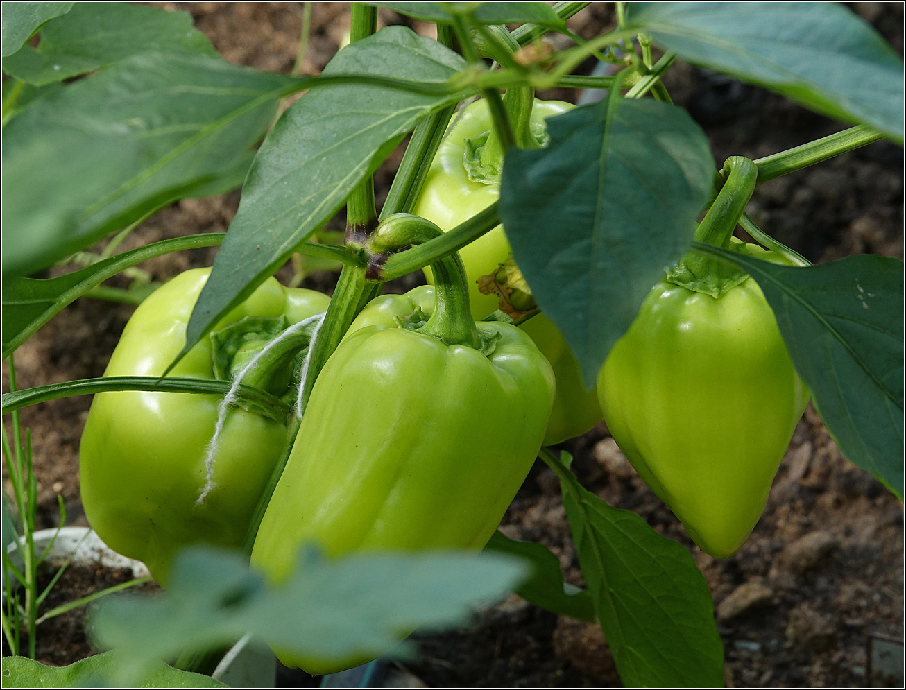 Изображение особи Capsicum annuum.