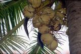 Cocos nucifera