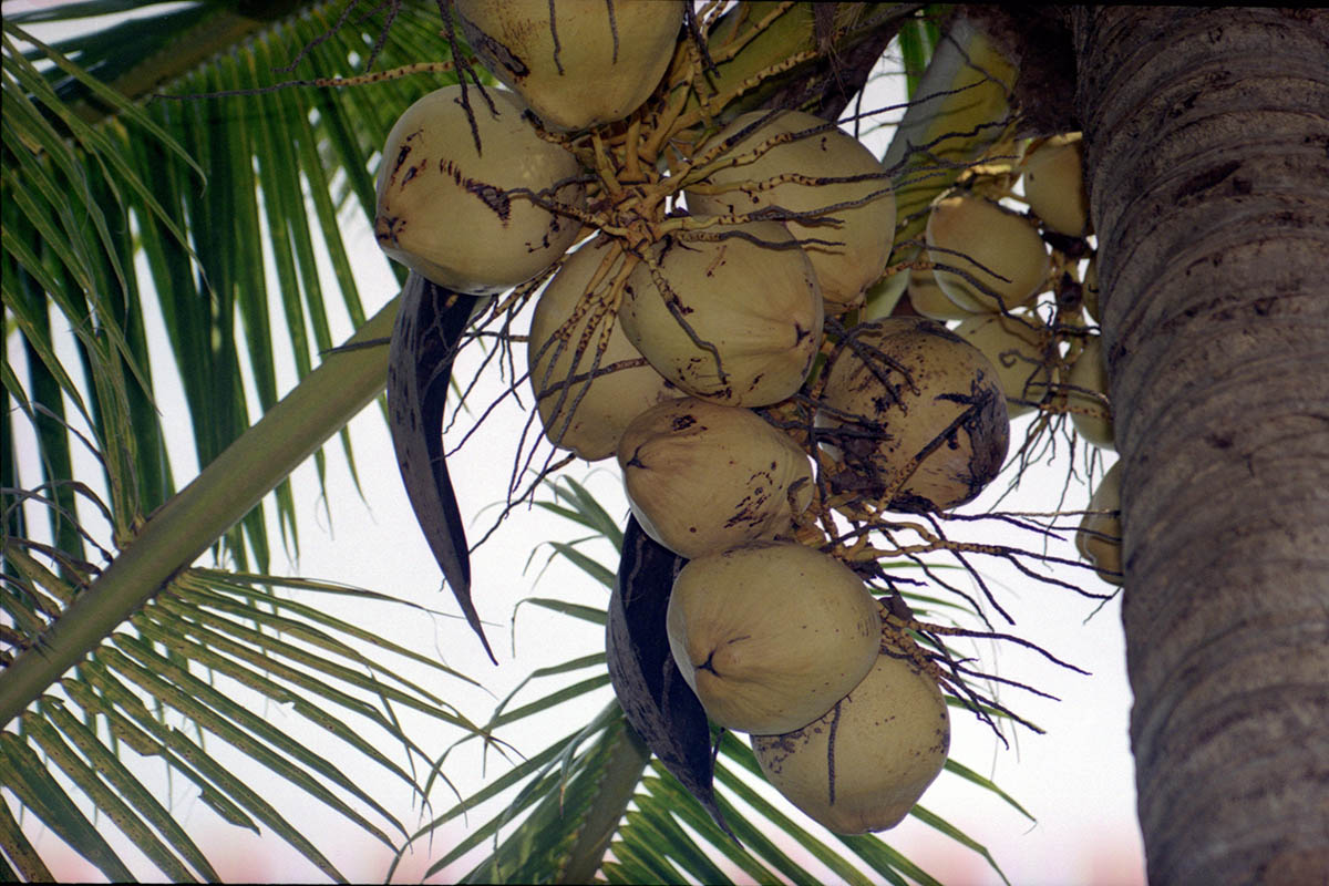 Image of Cocos nucifera specimen.