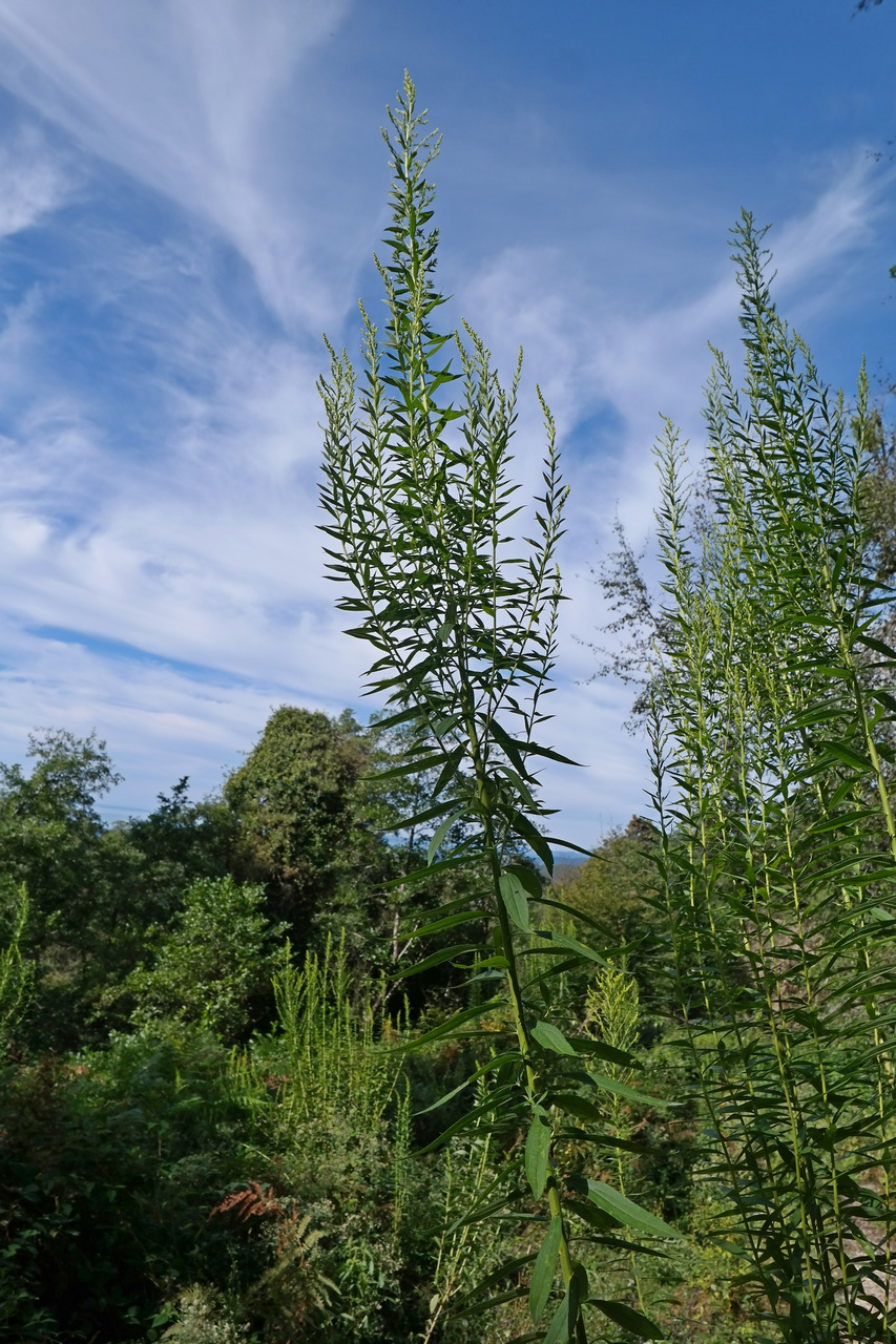 Изображение особи род Solidago.