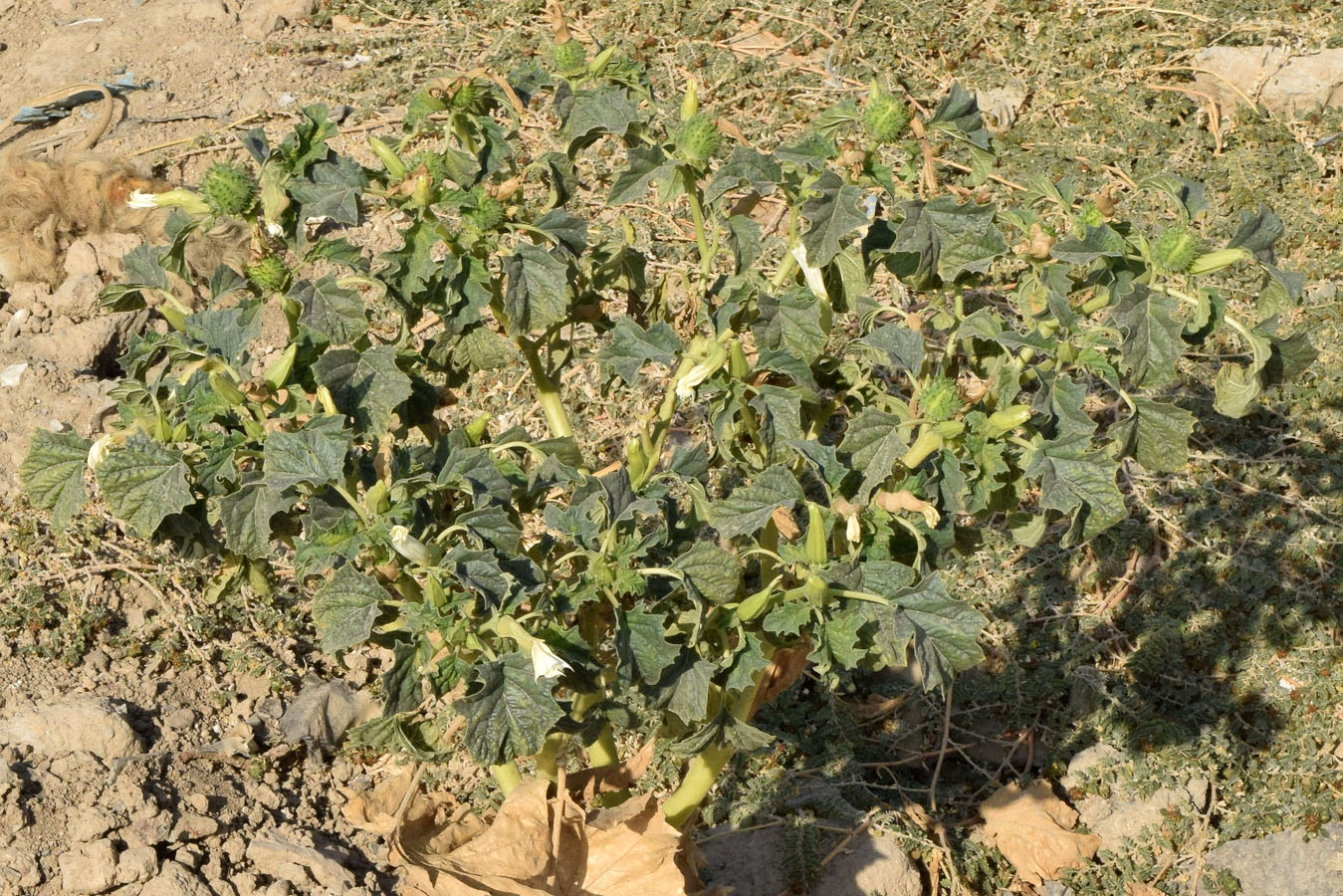 Image of Datura stramonium specimen.