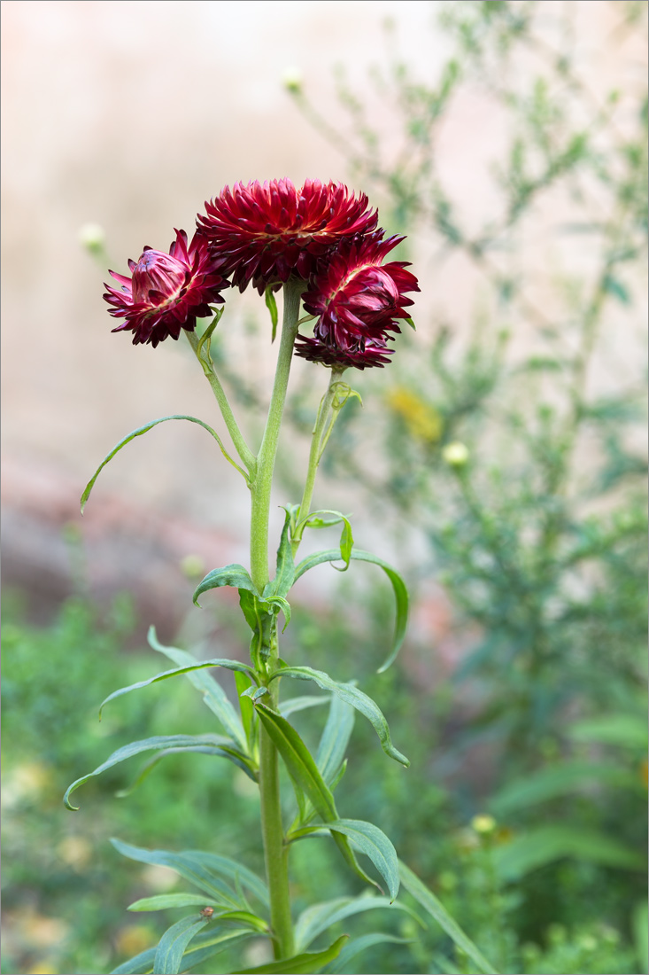 Image of Xerochrysum bracteatum specimen.