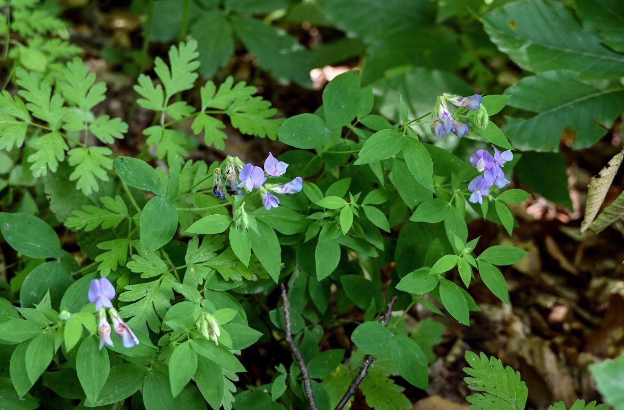 Image of Lathyrus laxiflorus specimen.