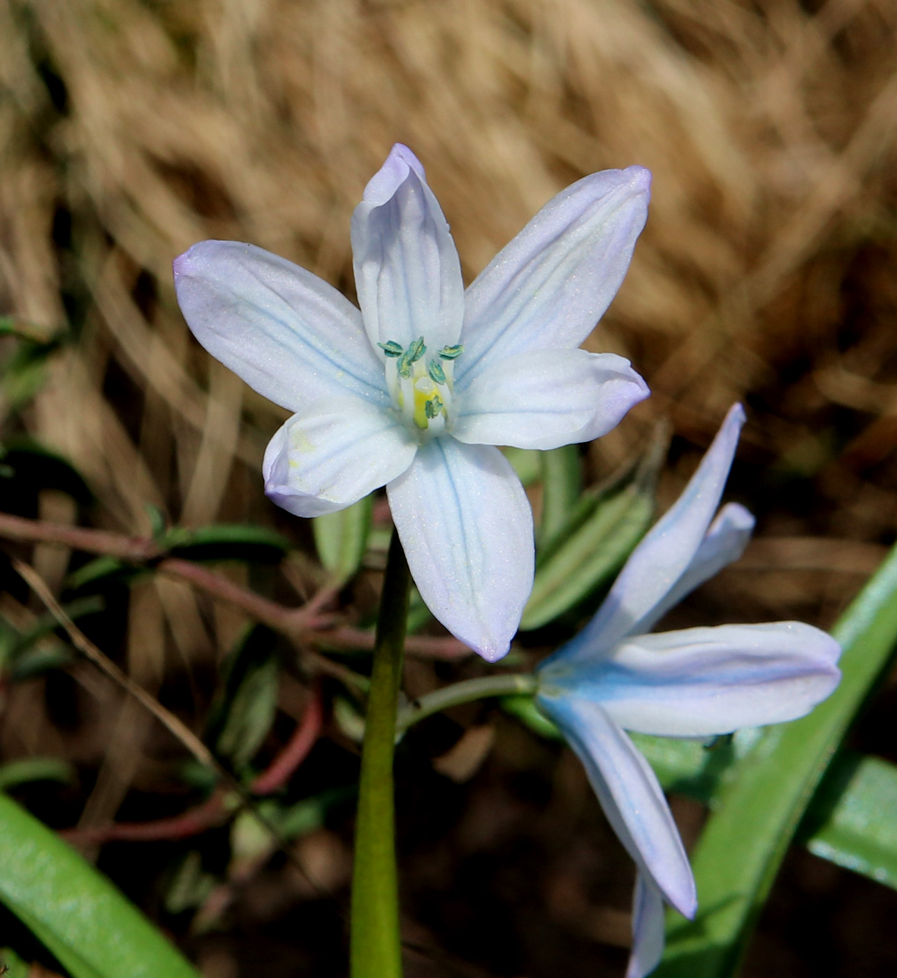 Изображение особи Scilla mischtschenkoana.