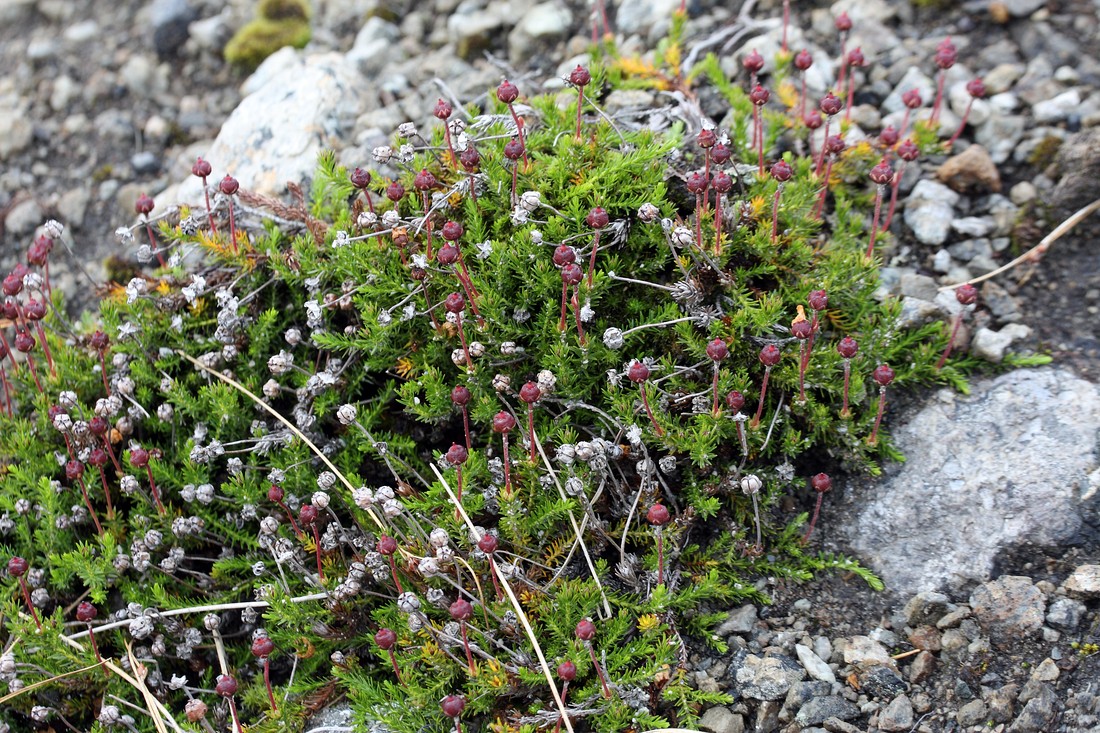 Image of Harrimanella hypnoides specimen.