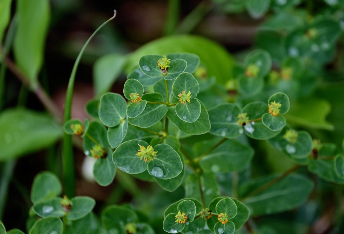 Изображение особи Euphorbia jenisseiensis.