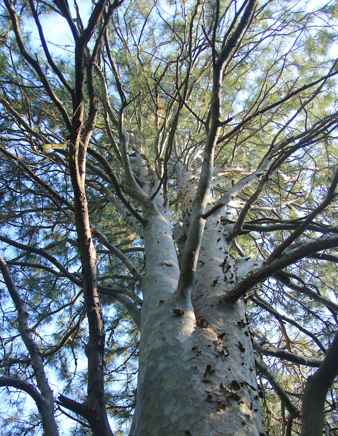 Изображение особи Pinus gerardiana.
